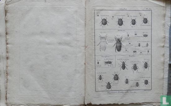 Entomologie, ou Histoire Naturelle des insectes - Bild 3