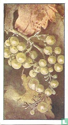 Druiven. - Afbeelding 1