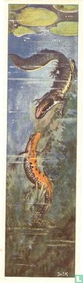Groote Watersalamander of Kamsalamander. - Afbeelding 1