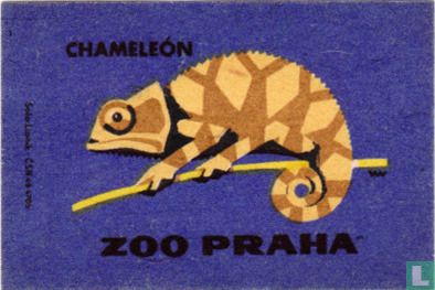 Chamleón (kameleon)