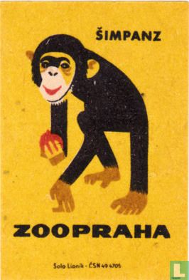 Simpanz (chimpansee)