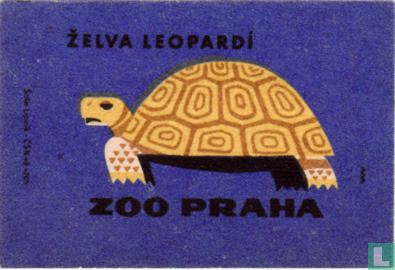 Zelva leopardi (luipaard schildpad)