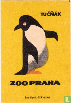 Tucnák (pinguin)