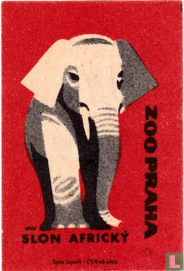 Slon Africky (Afrikaanse olifant)