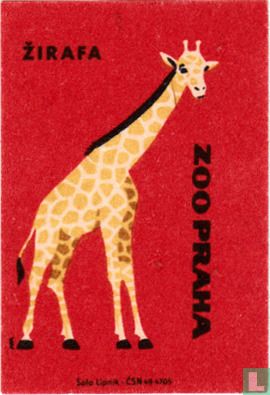 Zirafa (giraf)