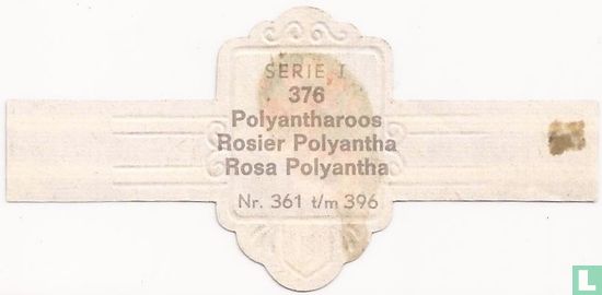 Polyantharoos - Rosa Polyantha - Afbeelding 2