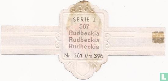 Rudbeckia - Rudbeckia - Afbeelding 2