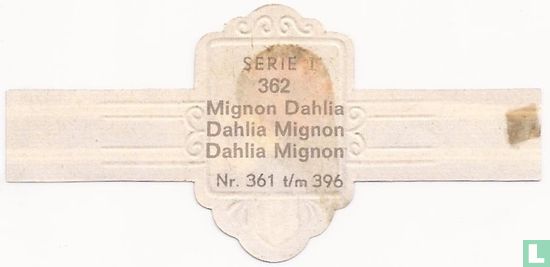 Mignon Mignon Dahlie-Dahlia - Bild 2