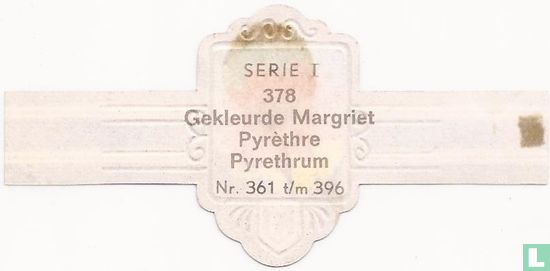 Gekleurde Margriet - Pyrethrum - Afbeelding 2