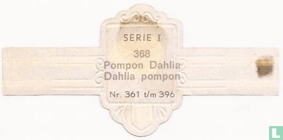 Pompon Dahlie-Dahlia pompon - Bild 2