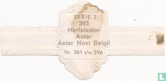 Herfstaster - Aster Novi Belgü - Afbeelding 2