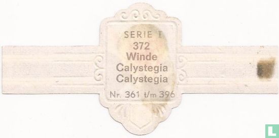 Winde - Calystegia - Afbeelding 2