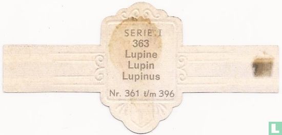 Lupine Lupinus- - Bild 2