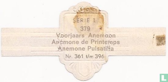 Frühlings-Anemone-Anemone Pulsatilla - Bild 2