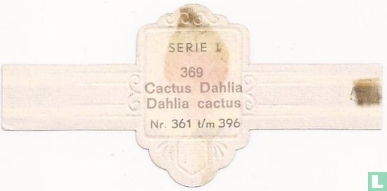 Cactus Dahlia - Dahlia cactus - Afbeelding 2