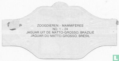 Jaguar uit de Matto-Grosso, Brazilie - Bild 2