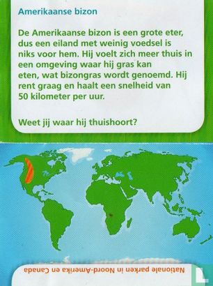 Amerikanischer bison - Bild 3