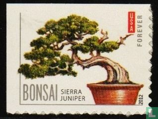 Bonsai trees
