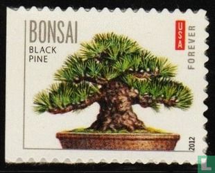 Bonsai trees  