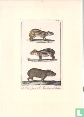 Capibara's - Afbeelding 2