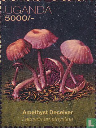 Afrikanische Pilze   