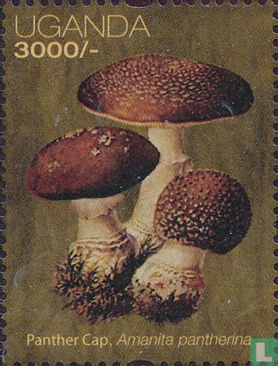 African mushrooms 