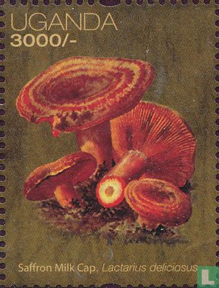 African mushrooms   