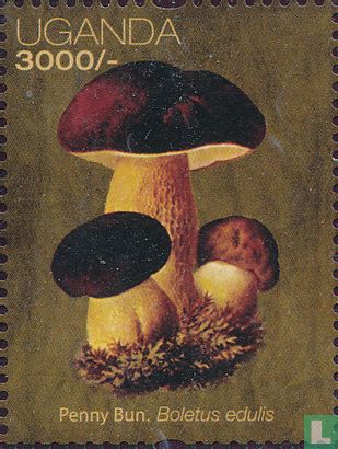 African mushrooms  