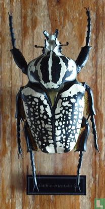 Goliathus Orientalis-Goliath Beetle