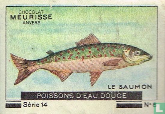 Poissons d'eau douce - Le saumon