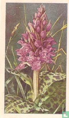 Breedbladige Orchis - Afbeelding 1