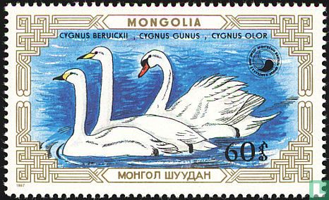 Mute swan