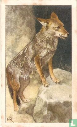 Wolf-Jakhals - Image 1