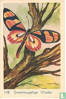 Smalvleugelige Vlinder - Afbeelding 1