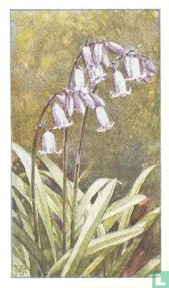 Wilde Hyacinth - Image 1