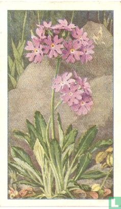 Meel - Primula - Afbeelding 1
