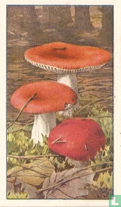 Roode Russula - Bild 1