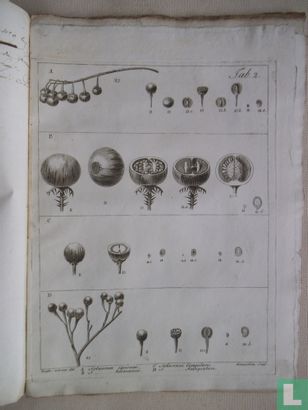 Histoire Naturelle, Medicale et Economique des Solanum et des genres qui ont été confondus avec eux - Afbeelding 2