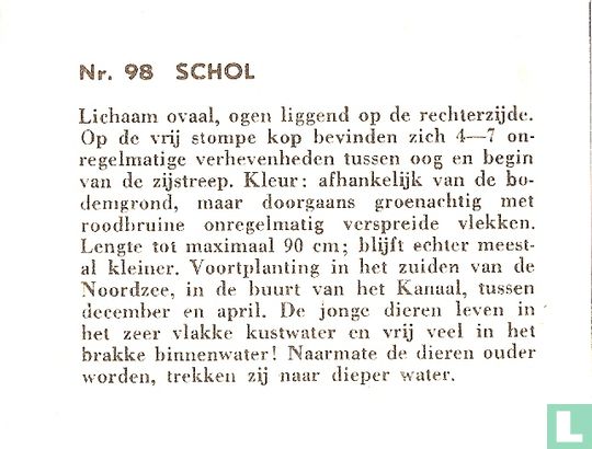 Schol - Afbeelding 2