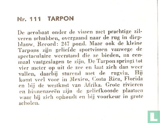 Tarpon. - Image 2