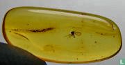 Fossil beetle in Baltic amber - Afbeelding 1
