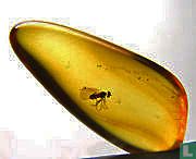 Fossil beetle in Baltic amber - Afbeelding 2