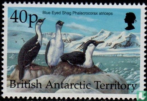 Antarctic birds