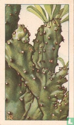 Oleander Wolfsmelk - Afbeelding 1