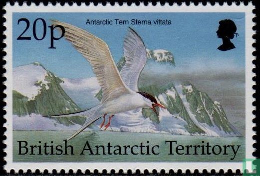 Antarktische Vögel