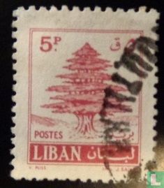Cedar