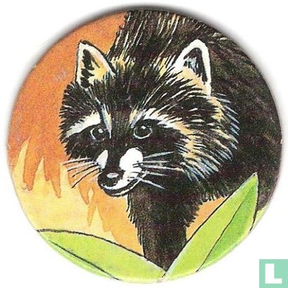 Raccoon - Image 1