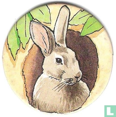 Kaninchen - Bild 1