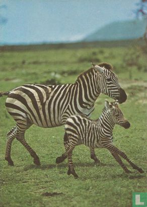 TN312 - Zebra met jongen - Afbeelding 1