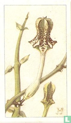 Biezige - Lantaarnplant - Afbeelding 1